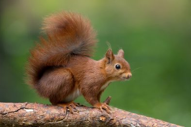 Red Squirrels in the Cairngorms